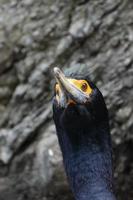 porträtt röd i ansiktet skarv phalacrocorax urin foto