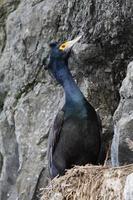 röd i ansiktet skarv phalacrocorax urin foto