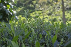 stänga upp Foto av grön te blad när vår säsong med molnig och blå himmel. de Foto är lämplig till använda sig av för trädgård bakgrund, natur affisch och natur innehåll media.