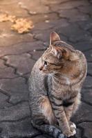 tabby bengal katt Sammanträde på de golv, brunt söt katt, katt liggande, lekfull katt avkopplande semester, vertikal formatera, selektiv fokus foto