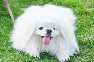 valp pekingese ras, vit hund , skönhet , lekfullhet i de trädgård foto