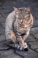 sömnig tabby katt Sammanträde på de golv ,brun söt katt, katt liggande, lekfull katt avkopplande semester, vertikal formatera, selektiv fokus foto