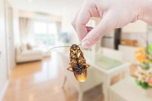 kvinnas hand innehav kackerlacka på rum i hus bakgrund, eliminera kackerlacka i rum hus foto