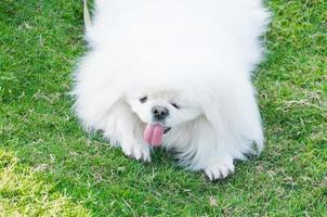 valp pekingese ras, vit hund , skönhet , lekfullhet i de trädgård foto