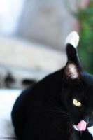 svart söt katt sitta och slicka dess näsa på staket ,djur porträtt svart kattunge, lekfull katt avkopplande semester foto