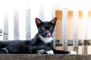svart katt sitta och slicka dess näsa på staket ,djur porträtt svart kattunge foto