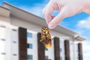 kvinnas hand innehav kackerlacka på modern lägenhet bakgrund, eliminera kackerlacka i lägenhet och hus foto