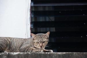 skön bengal katt på de vägg med ögon ser ,brun söt katt, katt liggande, lekfull katt avkopplande semester foto