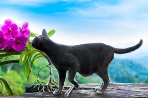 skön grå katt och lila orkide på skön landskap bakgrund foto