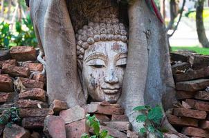 buddha huvud i banyan träd i arkeologisk webbplats nordlig thailand, tradition thai konst foto