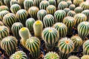 kaktus trädgård , kaktus pott dekorera i de trädgård, skön kaktus bruka foto