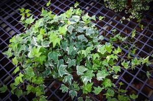 allmänning murgröna växt växa på pott i växthus, europeisk murgröna, engelsk murgröna eller grön murgröna hedera helix - träd dekorativ växt minska kol foto