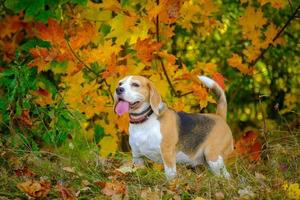 porträtt av en beaglehund mot en bakgrund av vackra gula och röda lönnlöv på hösten foto