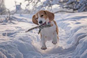 beaglehund springer och spelar i en fantastisk snötäckt park foto