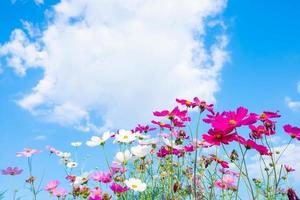 kosmos blommor och himmel med kopia utrymme foto