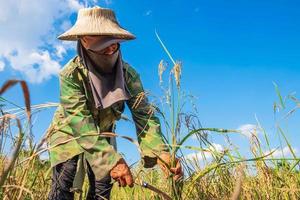 bonde skördar ris