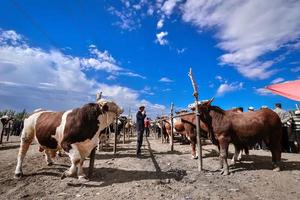 boskap väntar för handel i de nötkreatur och får basar i xinjiang foto