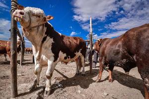 boskap väntar för handel i de nötkreatur och får basar i xinjiang foto