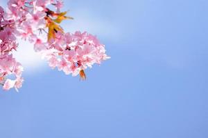 skön rosa körsbär blommar blomma med uppfriskande i de morgon- på blå himmel bakgrund i japan foto