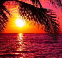 skön solnedgång med handflatan träd på de tropisk hav strand bakgrund foto