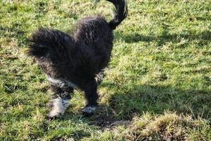 svart goldendoddle löpning i en äng medan spelar. fluffig lång svart täcka. foto