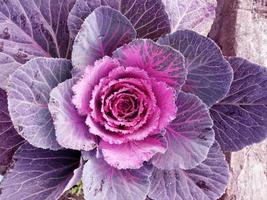 kål blomma. lila blomkål. brassica oleracea. violett kål grönsaker vegetarian och vegan mat. foto