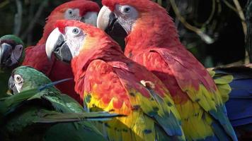 grupp av ara papegojor, röd papegoja scharlakansrött ara, ara macao foto