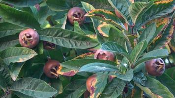 medlar frukt mespilus germanica på en gren foto