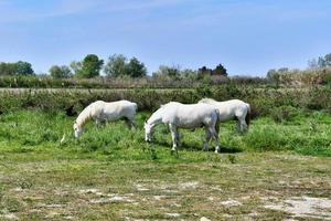 naturskön lantlig landskap foto