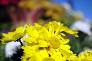 ljus gul ringblommor på en flerfärgad bakgrund bildas förbi Övrig blommor. Bakom foto