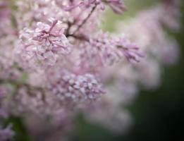 vår bakgrund med blomma grenar av rosa lila på suddig bakgrund. toning i mörk färger. foto