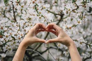 hand är innehav vår blommor. blommor och hand närbild se foto