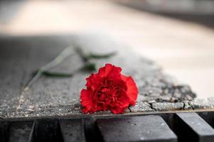 röd nejlika blomma lagd på en svart marmor platta foto