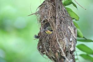 bebis olivbakad sunbird i dess bo foto