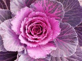 kål blomma. lila blomkål. brassica oleracea. violett kål grönsaker vegetarian och vegan mat. foto