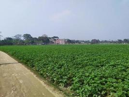 de fält av potatis går som långt som de ögon. väg i Land sida. grönska natur av bangladesh lantbruk i vår landskap. foto