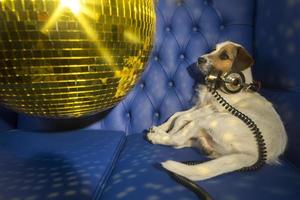 hund disko fest foto