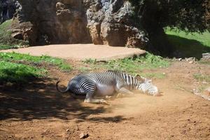 zebra rullande i dammig jord foto