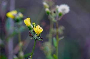 vild blomma närbild bild. blommor i de äng. foto