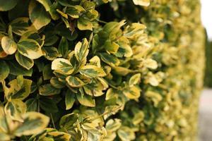 vintergröna buske euonymus fortunei smaragd- och guld med ljust gyllene, brokig löv. horisontell perspektiv avtagande in i de distans. stänga upp, defocused natur bakgrund med plats för text. foto