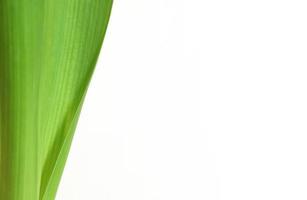 grön färsk hyacint lämna på vit bakgrund. vertikal rader växt löv. ljus grön ört. plats för din text här. tom för företag kort eller baner. foto
