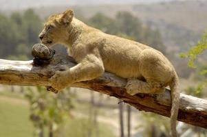 efter stepping ut till en gren av en träd, detta juvenil lejon Valp är nu har andra tankar och greppar håll av de lem. foto