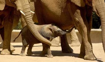 de familj i de besättning av elefanter är bevakning en nyfödd elefant. foto