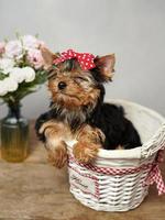 de söt, fluffig yokrshire terrier valp stängd hans ögon, Sammanträde i en vit korg- korg mot en vit bakgrund. de valp har en röd rosett på dess huvud, en vas med rosa blommor står närliggande foto