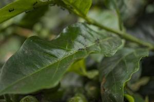 stänga upp Foto av svart myra över de grön kaffe blad. de Foto är lämplig till använda sig av för natur bakgrund och vild liv affisch.