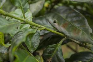 stänga upp Foto av svart myra över de grön kaffe blad. de Foto är lämplig till använda sig av för natur bakgrund och vild liv affisch.