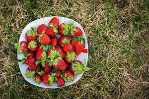 söta vilda jordgubbar på en vit platta på en grön gräsmatta
