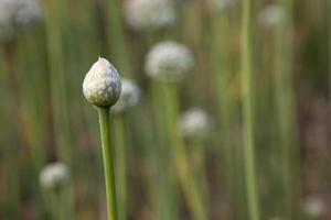 skön vit lök blomma med suddigt bakgrund. selektiv fokus foto