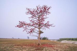 bombax ceiba träd med röd blomma blommor i de fält under de blå himmel foto