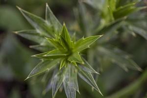 stänga upp Foto av grön ormbunkar blad på de skog när vår tid. de Foto är lämplig till använda sig av för grön blad bakgrund, natur bakgrund och botanisk innehåll media.